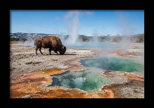 American Bison In Yellowstones Steam