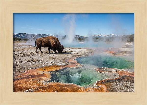 American Bison In Yellowstones Steam