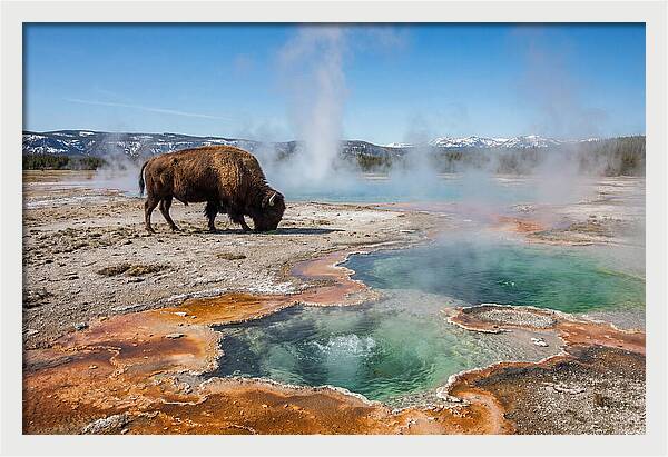 American Bison In Yellowstones Steam