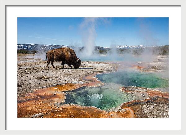 American Bison In Yellowstones Steam