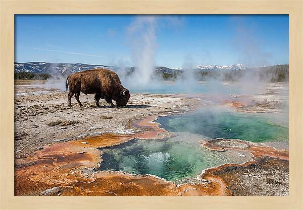 American Bison In Yellowstones Steam
