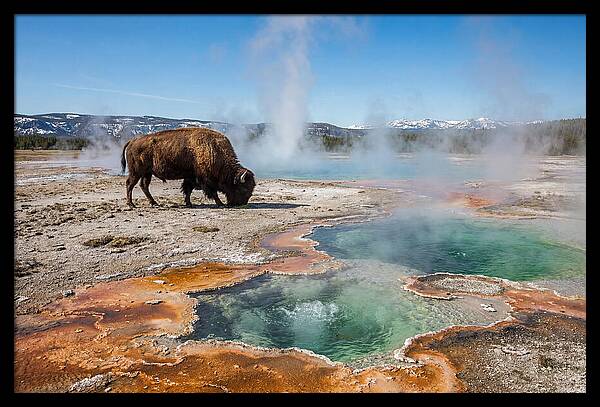 American Bison In Yellowstones Steam