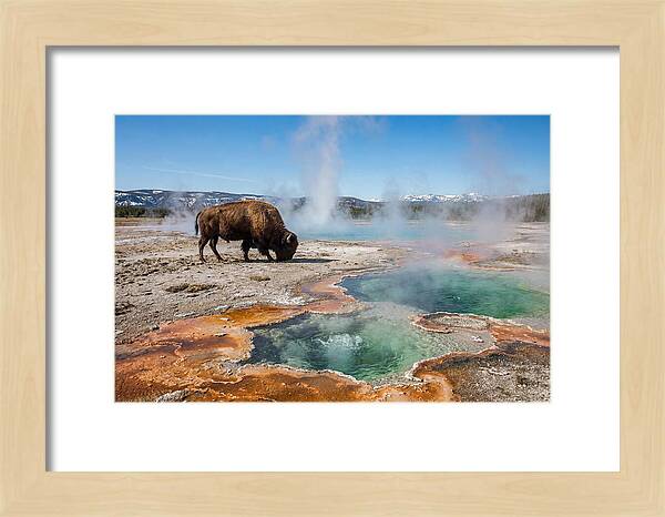 American Bison In Yellowstones Steam