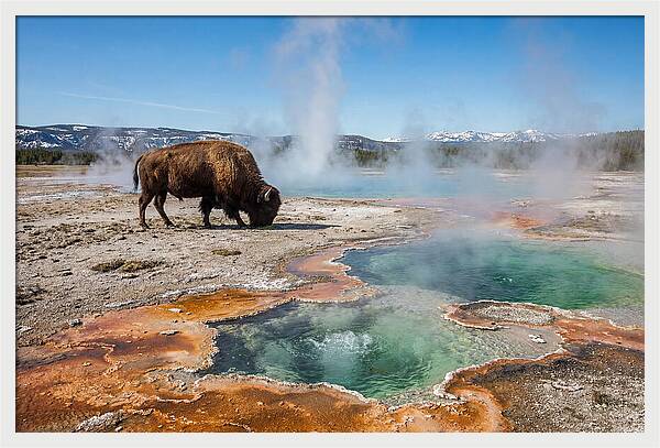 American Bison In Yellowstones Steam