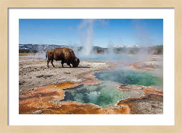 American Bison In Yellowstones Steam