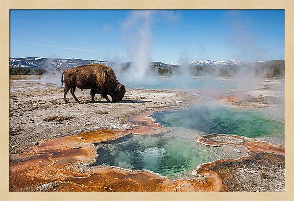 American Bison In Yellowstones Steam