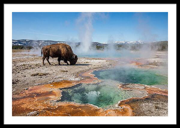 American Bison In Yellowstones Steam