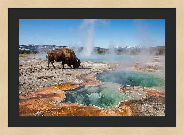 American Bison In Yellowstones Steam