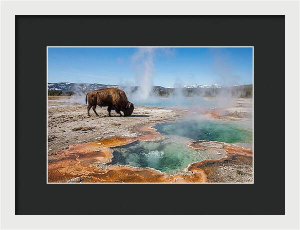 American Bison In Yellowstones Steam