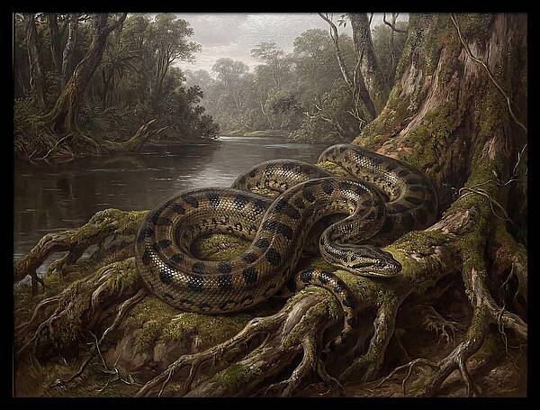 Anaconda In Its Habitat