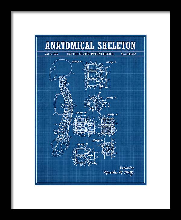 Anatomical Skeleton Blueprint Patent Us2108229a