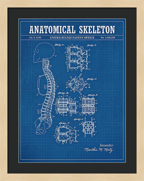 Anatomical Skeleton Blueprint Patent Us2108229a