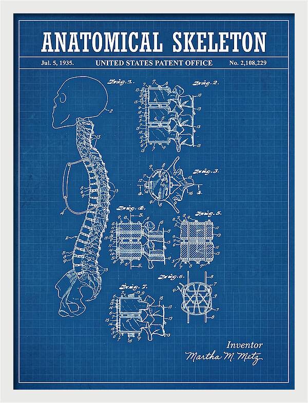 Anatomical Skeleton Blueprint Patent Us2108229a