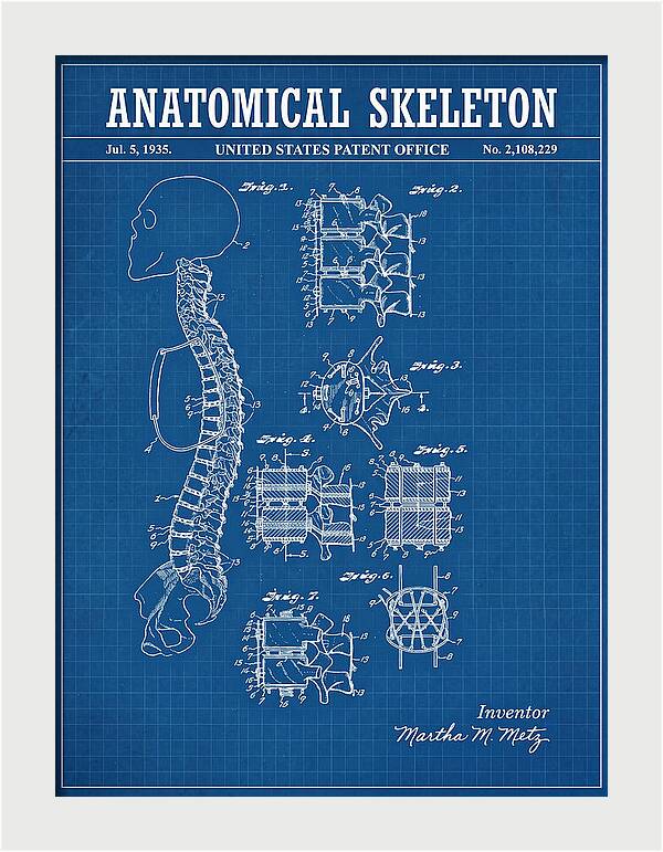 Anatomical Skeleton Blueprint Patent Us2108229a