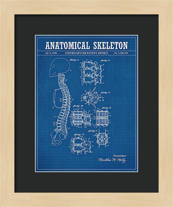 Anatomical Skeleton Blueprint Patent Us2108229a
