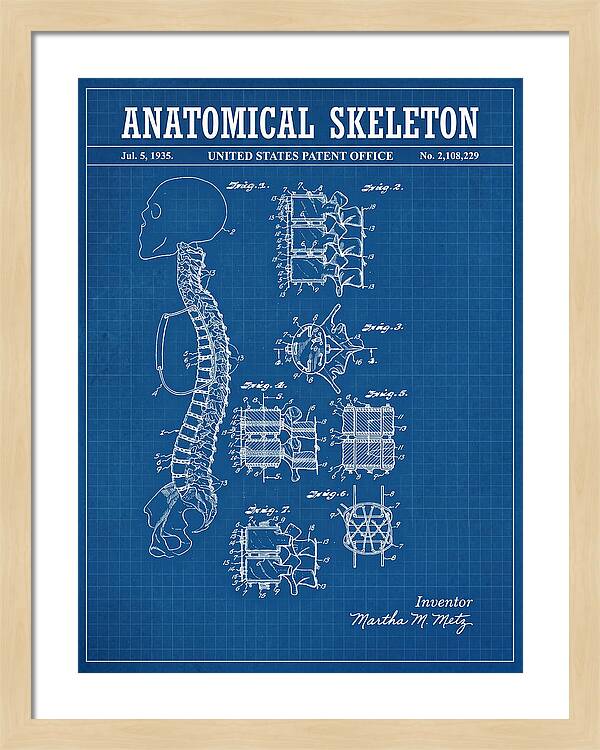 Anatomical Skeleton Blueprint Patent Us2108229a