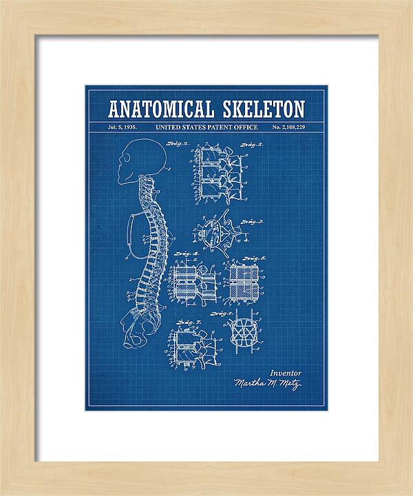 Anatomical Skeleton Blueprint Patent Us2108229a