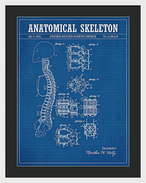 Anatomical Skeleton Blueprint Patent Us2108229a