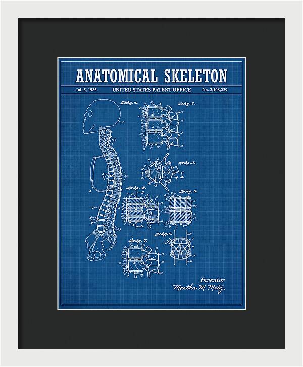 Anatomical Skeleton Blueprint Patent Us2108229a