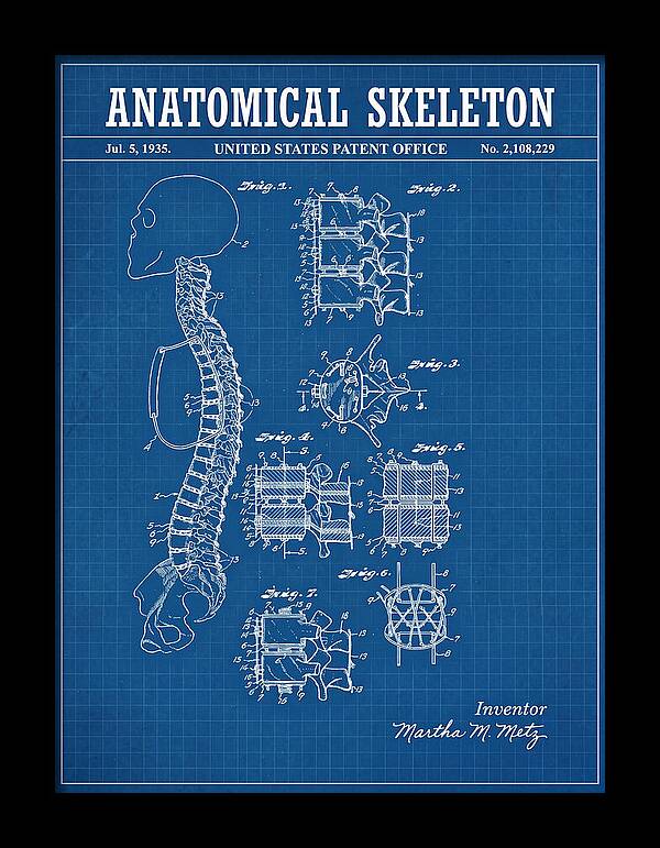 Anatomical Skeleton Blueprint Patent Us2108229a
