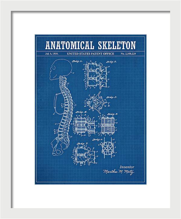 Anatomical Skeleton Blueprint Patent Us2108229a