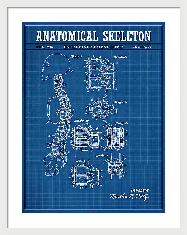 Anatomical Skeleton Blueprint Patent Us2108229a