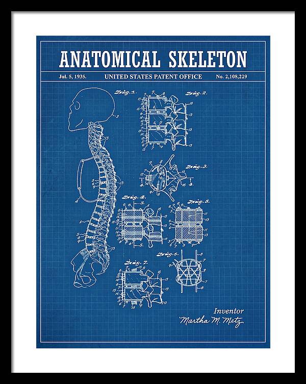 Anatomical Skeleton Blueprint Patent Us2108229a