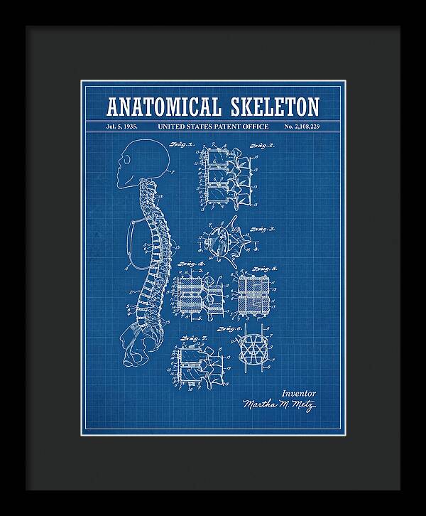 Anatomical Skeleton Blueprint Patent Us2108229a