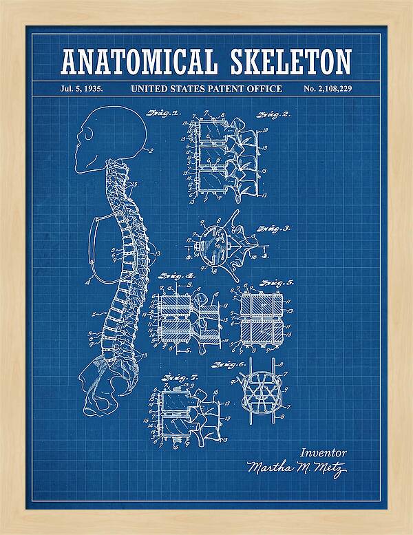 Anatomical Skeleton Blueprint Patent Us2108229a