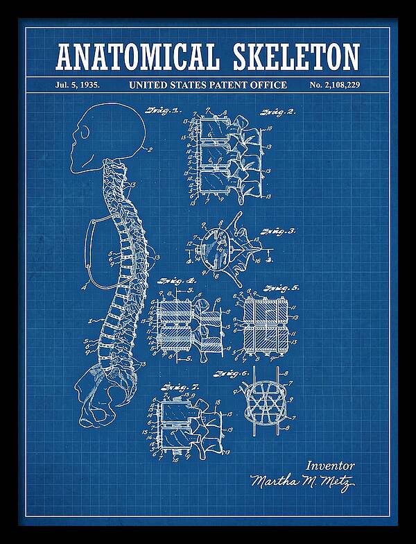 Anatomical Skeleton Blueprint Patent Us2108229a