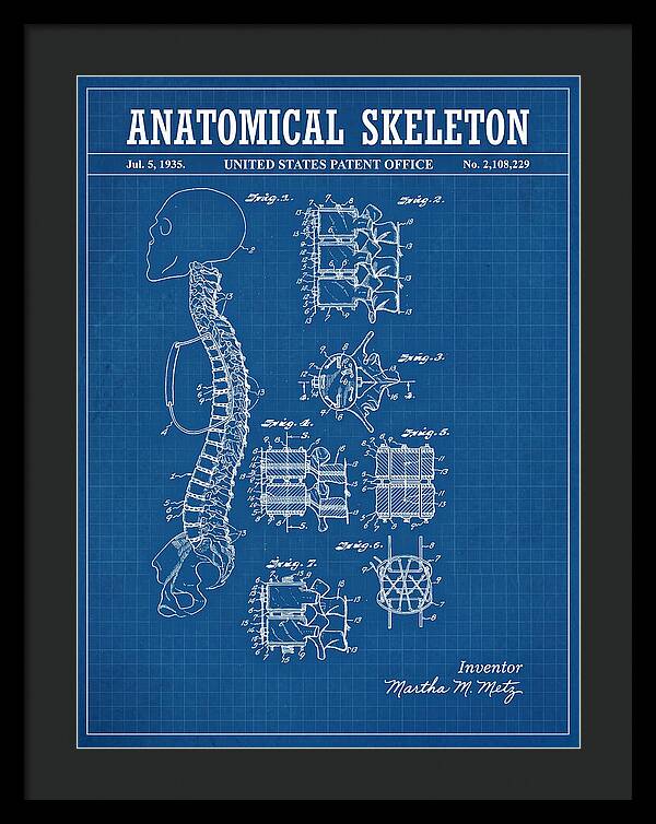 Anatomical Skeleton Blueprint Patent Us2108229a