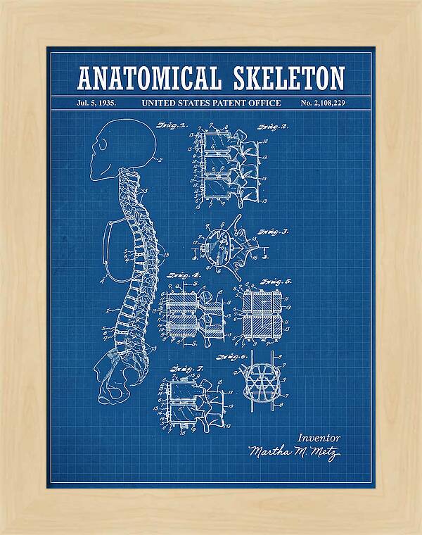 Anatomical Skeleton Blueprint Patent Us2108229a