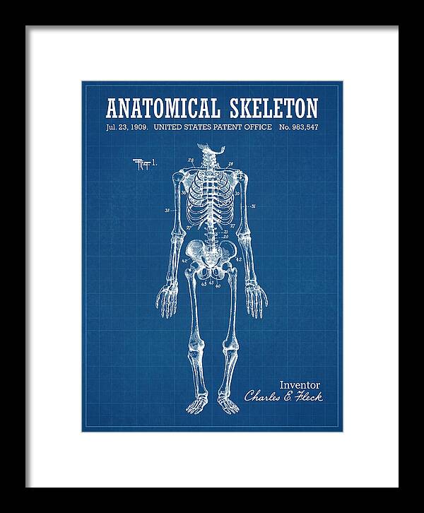 Anatomical Skeleton Blueprint Patent Us983547a