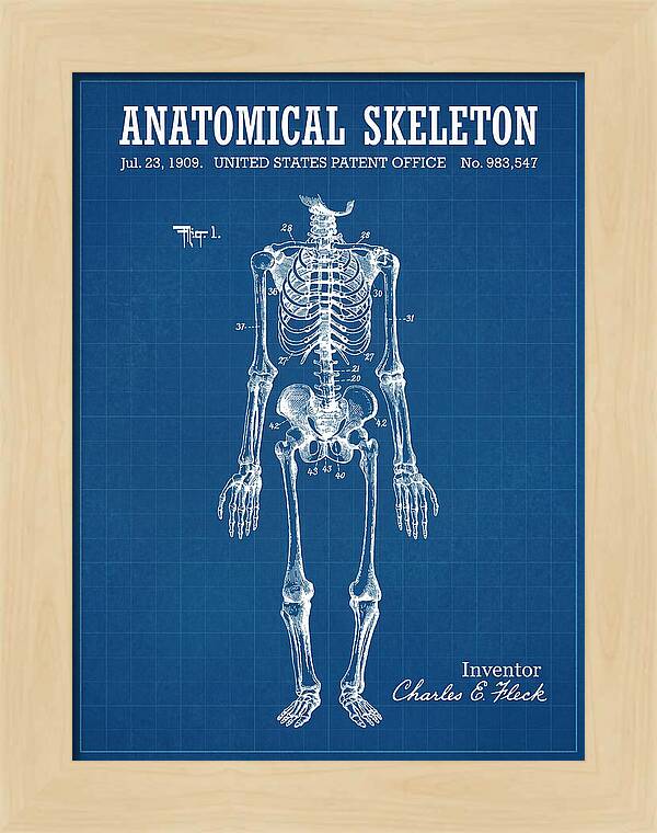 Anatomical Skeleton Blueprint Patent Us983547a