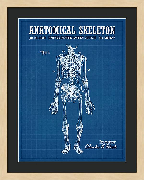 Anatomical Skeleton Blueprint Patent Us983547a