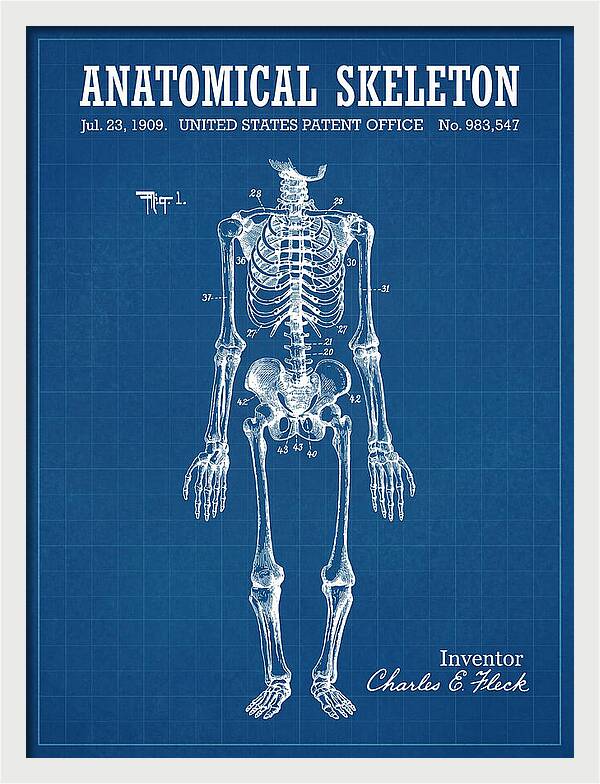 Anatomical Skeleton Blueprint Patent Us983547a