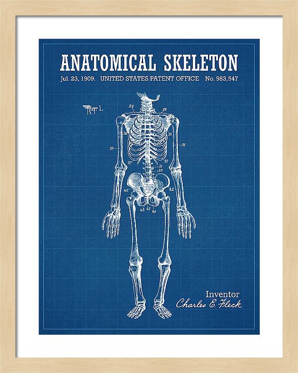 Anatomical Skeleton Blueprint Patent Us983547a