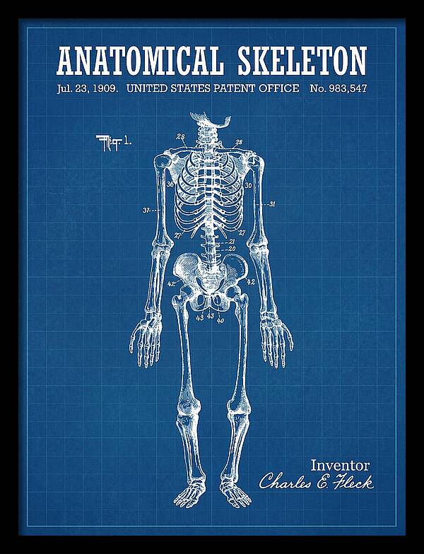 Anatomical Skeleton Blueprint Patent Us983547a