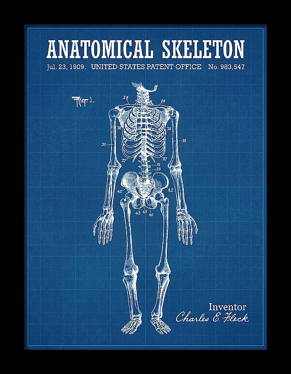 Anatomical Skeleton Blueprint Patent Us983547a