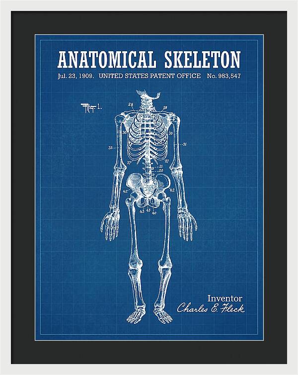 Anatomical Skeleton Blueprint Patent Us983547a