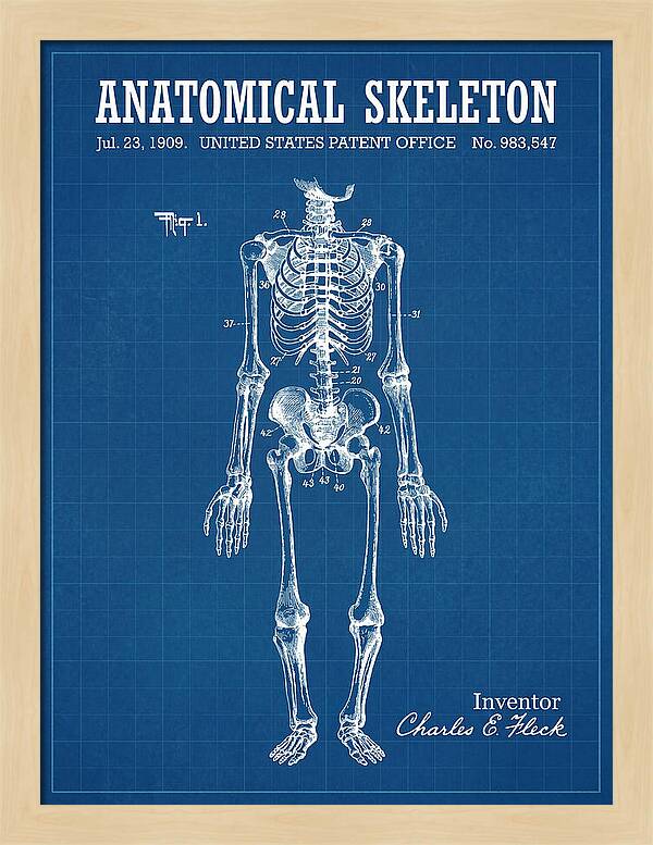 Anatomical Skeleton Blueprint Patent Us983547a