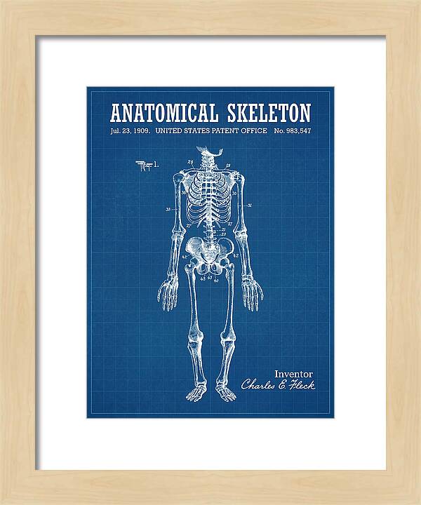 Anatomical Skeleton Blueprint Patent Us983547a