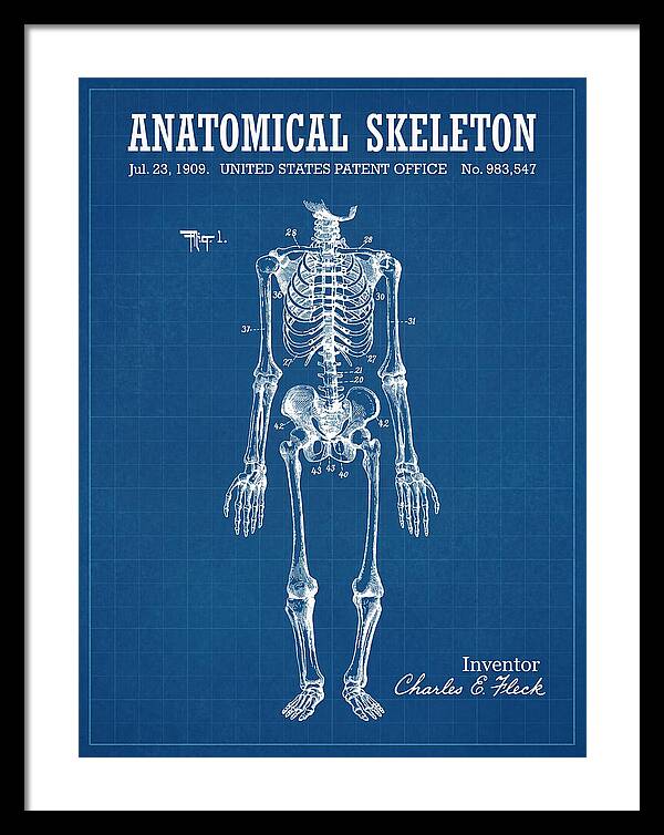 Anatomical Skeleton Blueprint Patent Us983547a