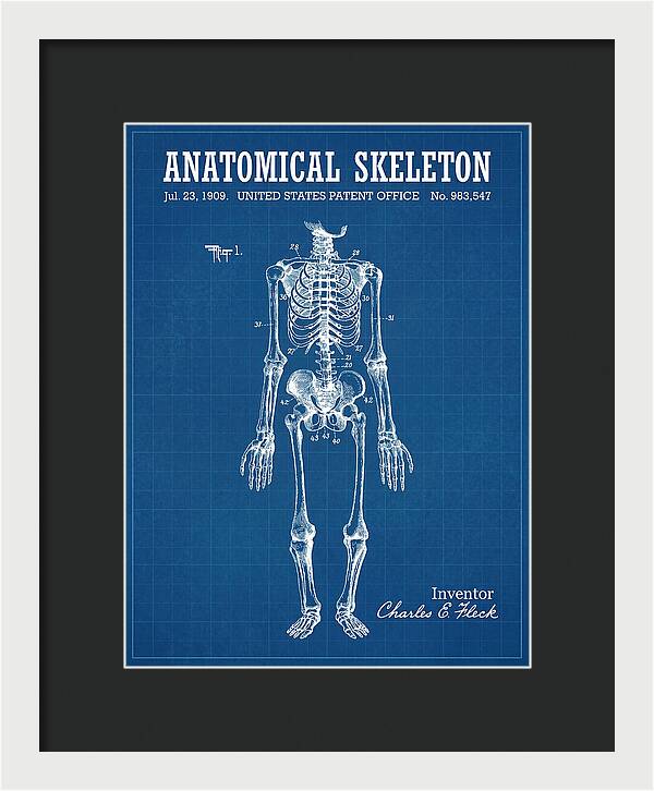 Anatomical Skeleton Blueprint Patent Us983547a