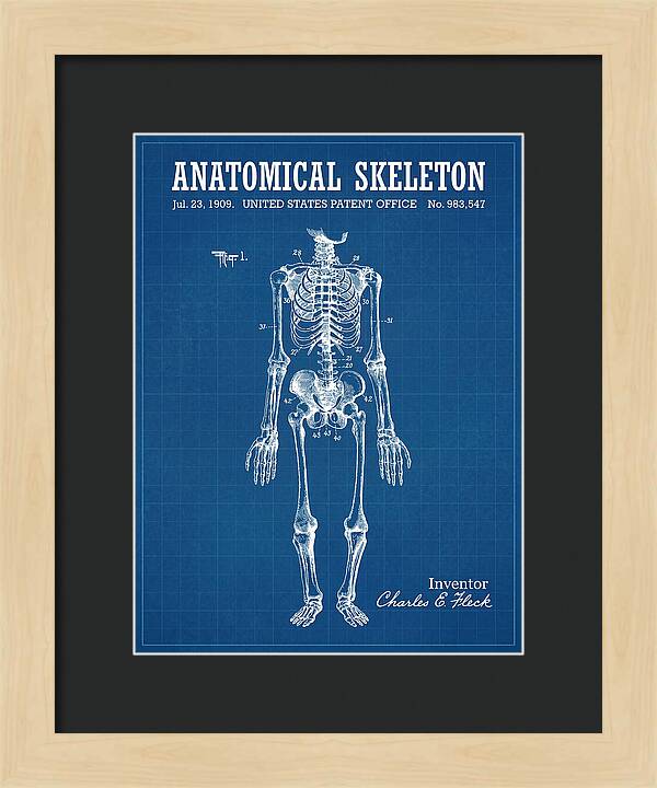 Anatomical Skeleton Blueprint Patent Us983547a