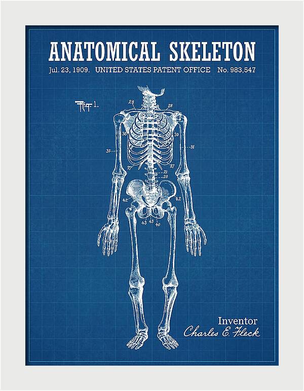 Anatomical Skeleton Blueprint Patent Us983547a