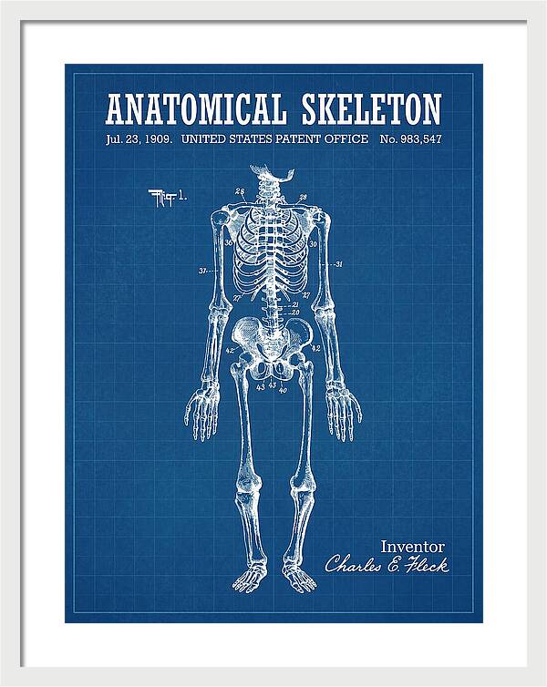Anatomical Skeleton Blueprint Patent Us983547a