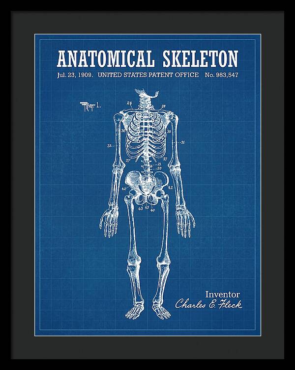 Anatomical Skeleton Blueprint Patent Us983547a