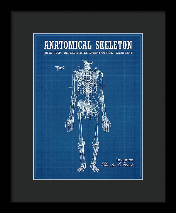 Anatomical Skeleton Blueprint Patent Us983547a