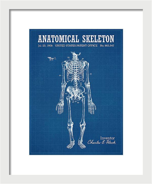 Anatomical Skeleton Blueprint Patent Us983547a
